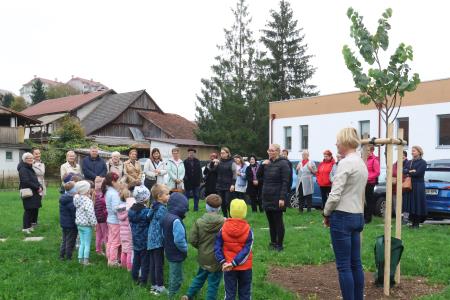 Posaditev  rožnatega drevesa v Pocinovem vrtu 13 Foto Ljubo Vukelič